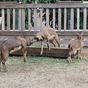 Athens - Former Royal Menagerie
