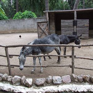 Athens - Former Royal Menagerie