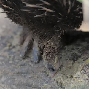 Short-nosed echidna feeding