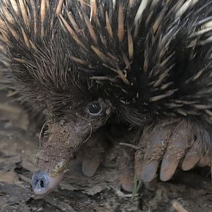 Short-nosed echidna
