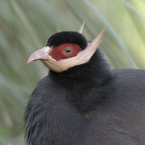 Brown eared pheasant