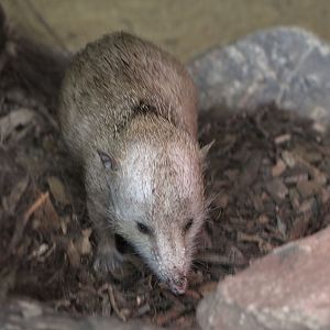 Tailless tenrec