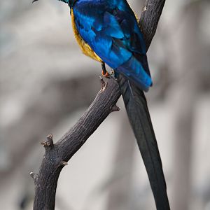 Royal Starling - 18/02/2012