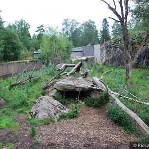 Siberian tiger exhibit