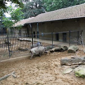 ZOO Antwerpen - Warthog exhibits