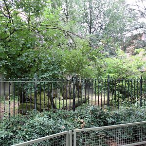 ZOO Antwerpen - Warthog exhibits