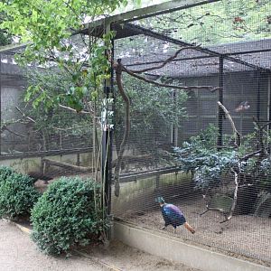 ZOO Antwerpen - Aviaries