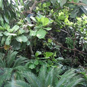 ZOO Antwerpen - Rainforest aviary