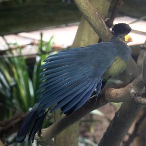 ZOO Antwerpen - Great blue turaco