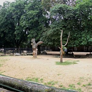 ZOO Antwerpen - Zebra/buffalo exhibits