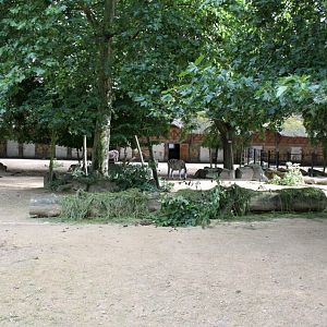 ZOO Antwerpen - Zebra exhibit