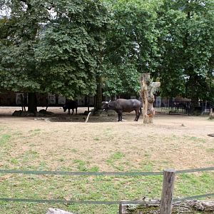 ZOO Antwerpen - Buffalo exhibit