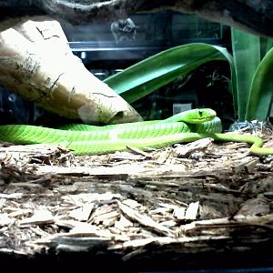 Green Mamba