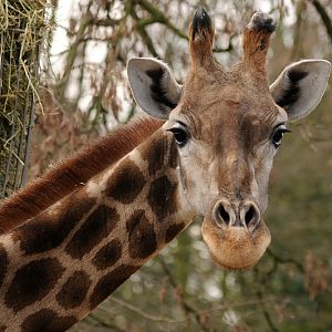 Angolan giraffe