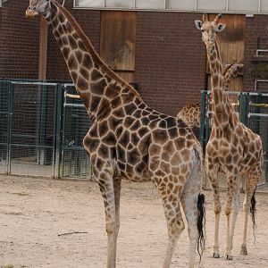 Angolan giraffes