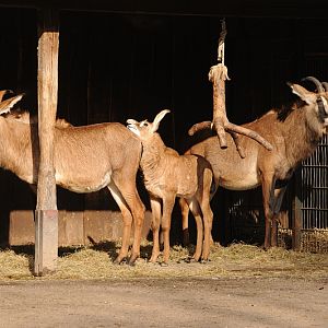 Roan antelopes