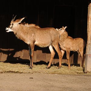 Roan antelopes
