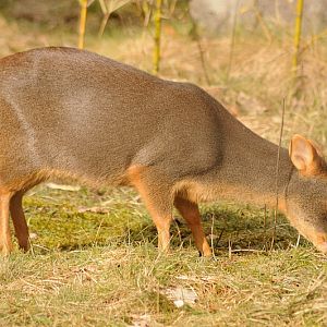 Southern pudu