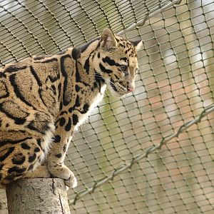 Indochinese clouded leopard
