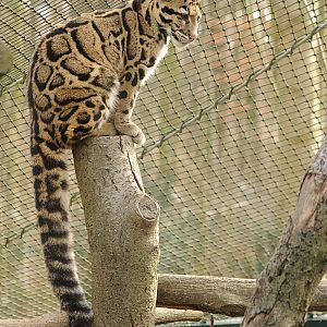 Indochinese clouded leopard