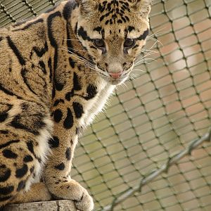 Indochinese clouded leopard
