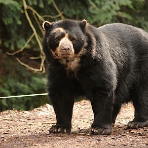 Spectacled Bear