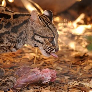 Margay