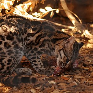 Margay