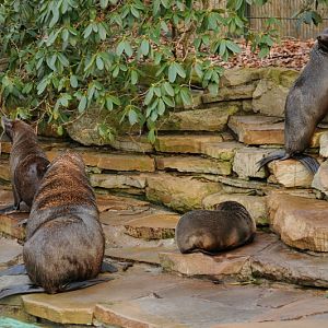 Southamerican fur seals
