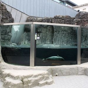 ZOO Antwerpen - Vriesland (Seal exhibit)