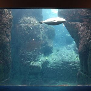 ZOO Antwerpen - Vriesland (Seal exhibit)