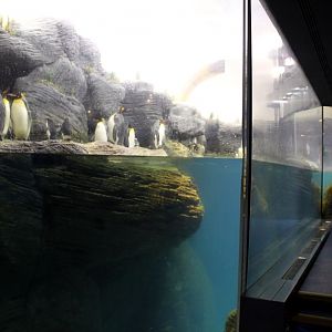 ZOO Antwerpen - Vriesland (Penguin exhibit)