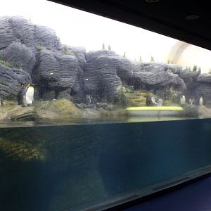 ZOO Antwerpen - Vriesland (Penguin exhibit)