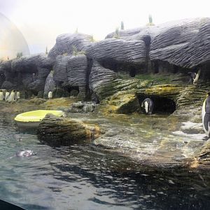 ZOO Antwerpen - Vriesland (Penguin exhibit)
