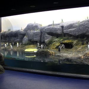 ZOO Antwerpen - Vriesland (Penguin exhibit)