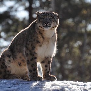 Snowleopard