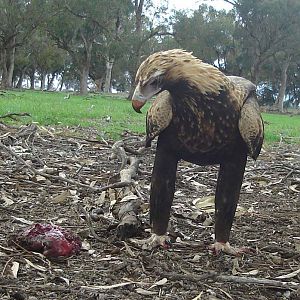 Wedge Tail Eagle