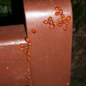 Ladybirds, Sewerby Hall and Gardens, 5.27 p.m. 24th February 2012