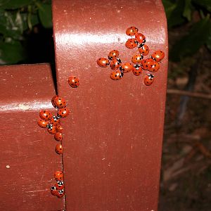 Ladybirds, Sewerby Hall and Gardens, 5.27 p.m. 24th February 2012