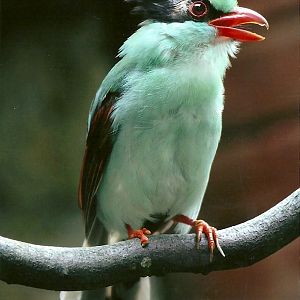 Hunting Cissa, 8th September 2011