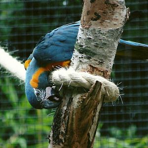 Blue-throated Macaw, 8th September 2011