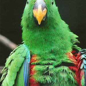 Cock Eclectus Parrot, 8th September 2011