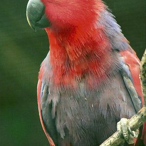 Hen Eclectus Parrot, 8th September 2011