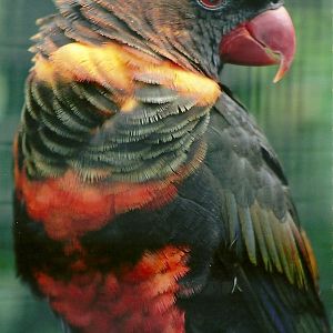 Dusky Lory, 8th September 2011