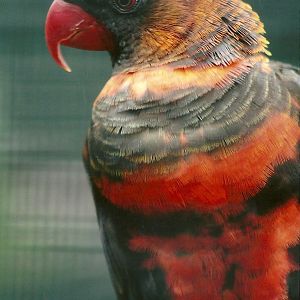 Dusky Lory, 8th September 2011