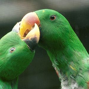 Father and son Eclectus Parrots, 8th September 2011