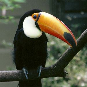 Toco Toucan, 8th September 2011