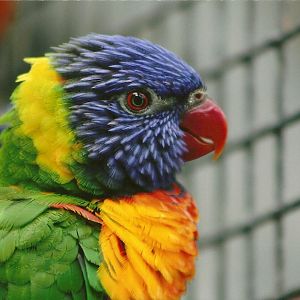 Swainson's Lorikeet, 8th September 2011
