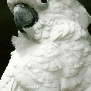 Umbrella Cockatoo, 8th September 2011