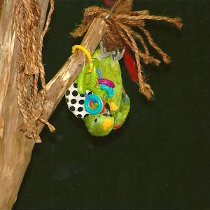 Bubba, 9th September 2011